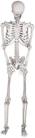 Image of 5ft Life Size Posable Full Body Skeleton Prop for Halloween Party (5ft Skeleton)