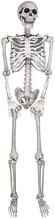 Image of 5ft Life Size Posable Full Body Skeleton Prop for Halloween Party (5ft Skeleton)